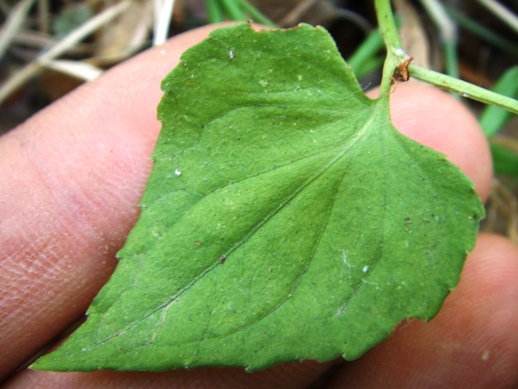 Piantina strisciante